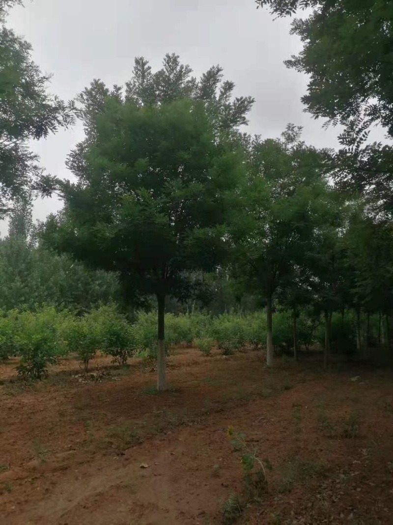 槐树，一级树15公分