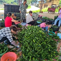 茶叶果，供果大量上市