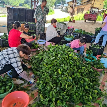茶叶果，供果大量上市