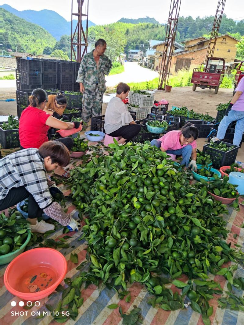 茶叶果，供果大量上市