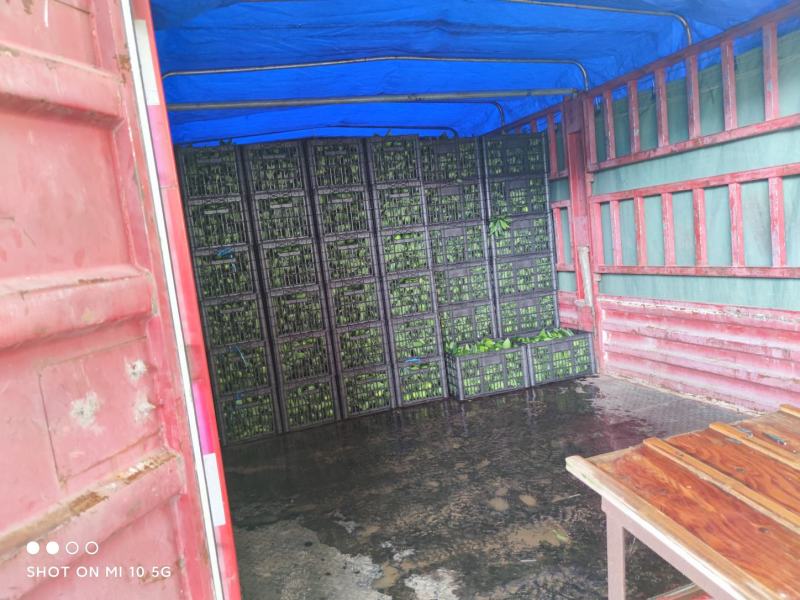 茶叶果，供果大量上市