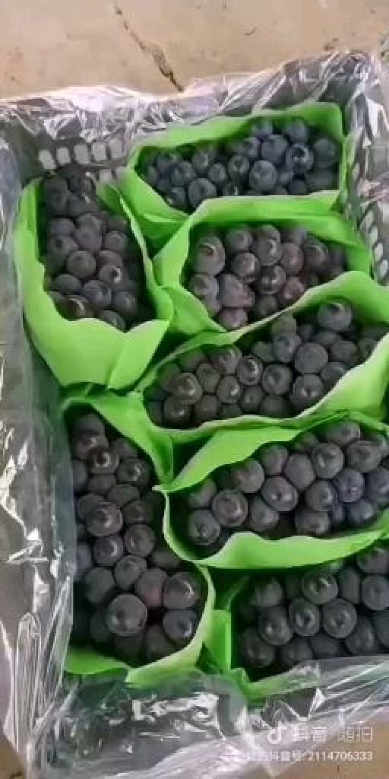 陕西宝鸡万亩巨峰葡萄基地欢迎新老客户，有到了葡萄成熟的季