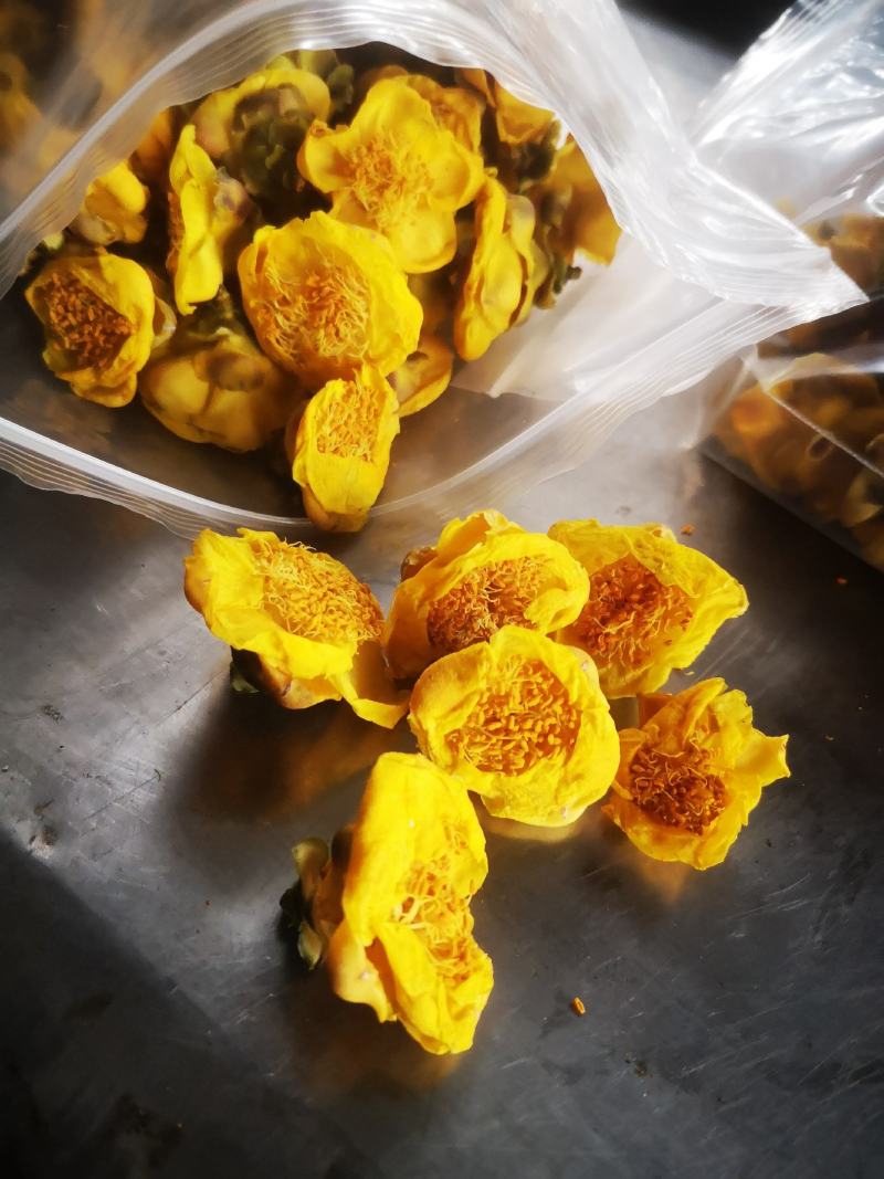 防城防普金花茶干花
