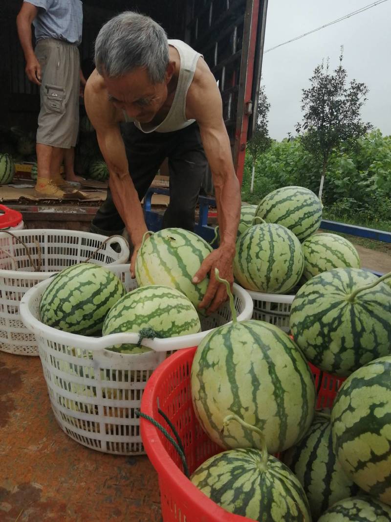 西瓜金城5号西瓜产地直销大量供应欢迎新老客户光临
