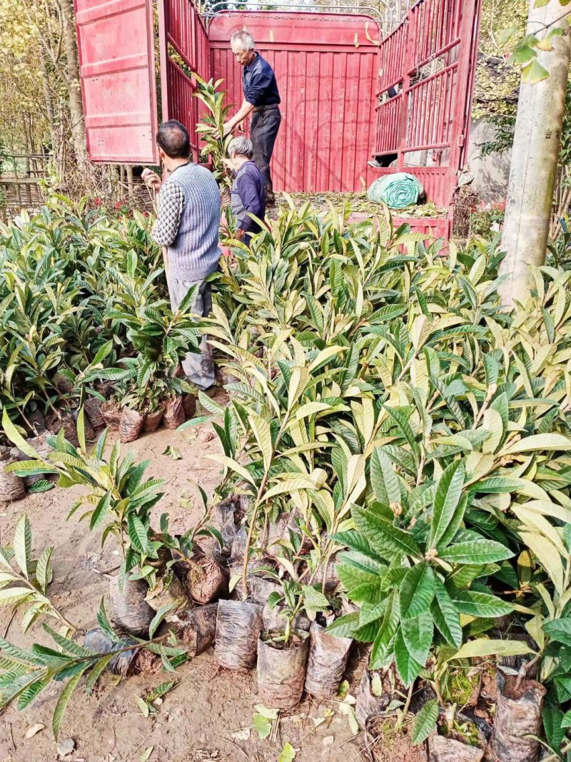 大五星枇杷苗，营养杯苗，四川枇杷苗，简阳枇杷苗