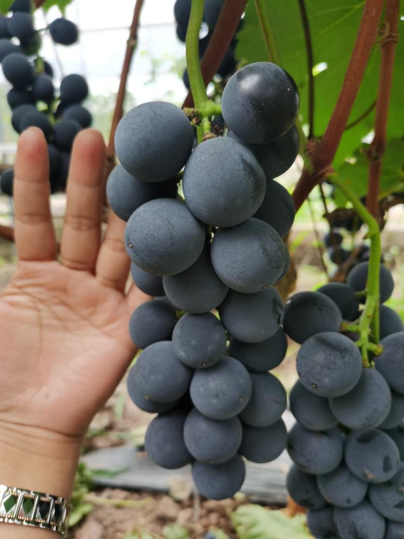 大凉山葡萄