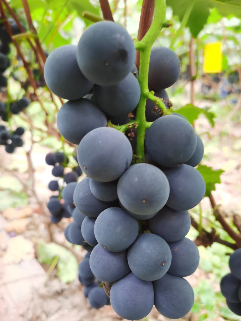 大凉山葡萄