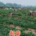 安徽草莓苗、天仙醉草莓苗、基地直供免费提供技术