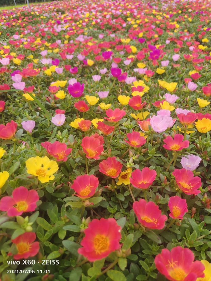 太阳花大花多色重瓣半枝莲基地大量供应