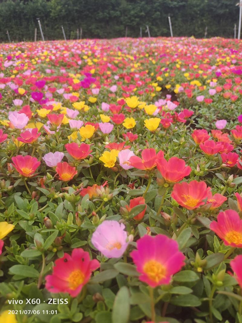 太阳花大花多色重瓣半枝莲基地大量供应