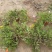 太阳花大花多色重瓣半枝莲基地大量供应