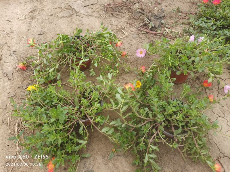 太阳花大花多色重瓣半枝莲基地大量供应