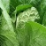 蔬菜