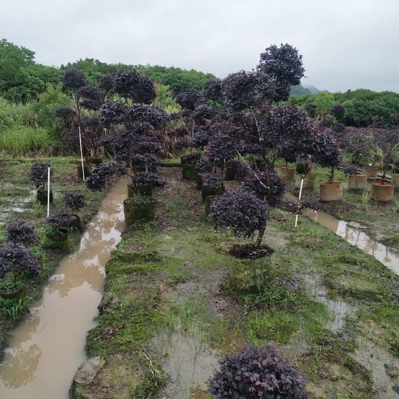 自家苗圃供货量大从优