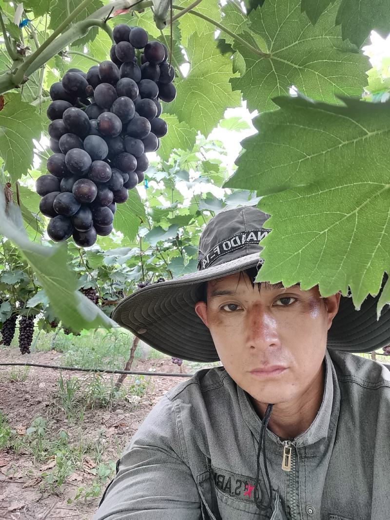 葡萄大棚有机种植