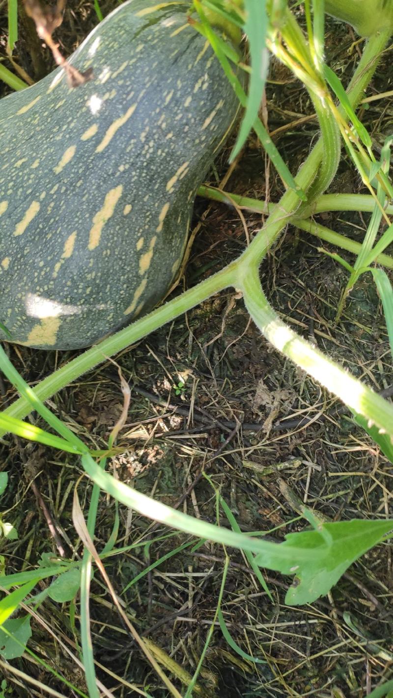 广西:新鲜香芋南瓜，大量上市了