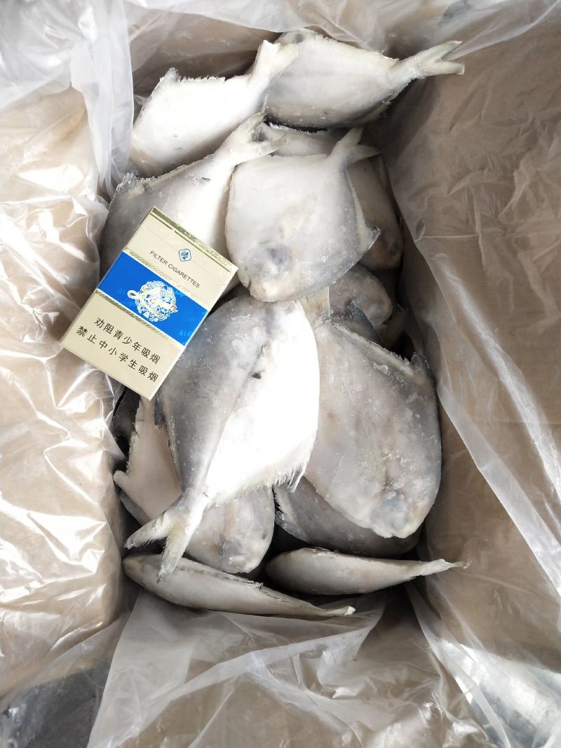板冻鲳鱼，单冻鲳鱼有货，价格便宜
