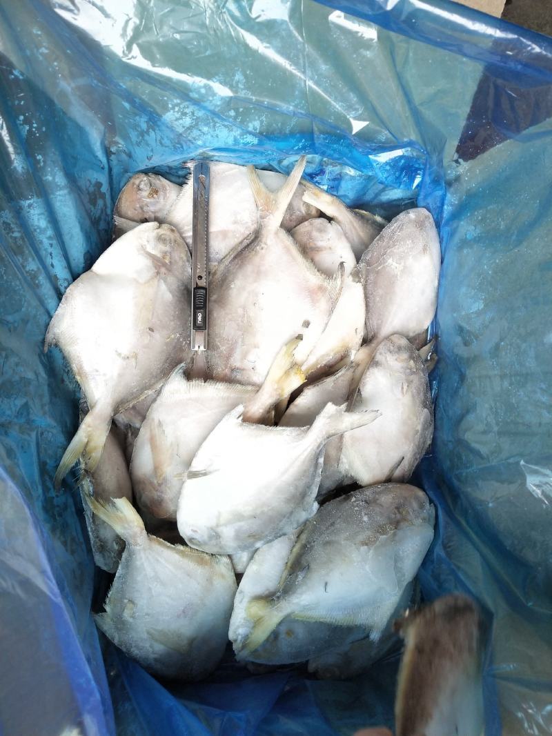 板冻鲳鱼，单冻鲳鱼有货，价格便宜