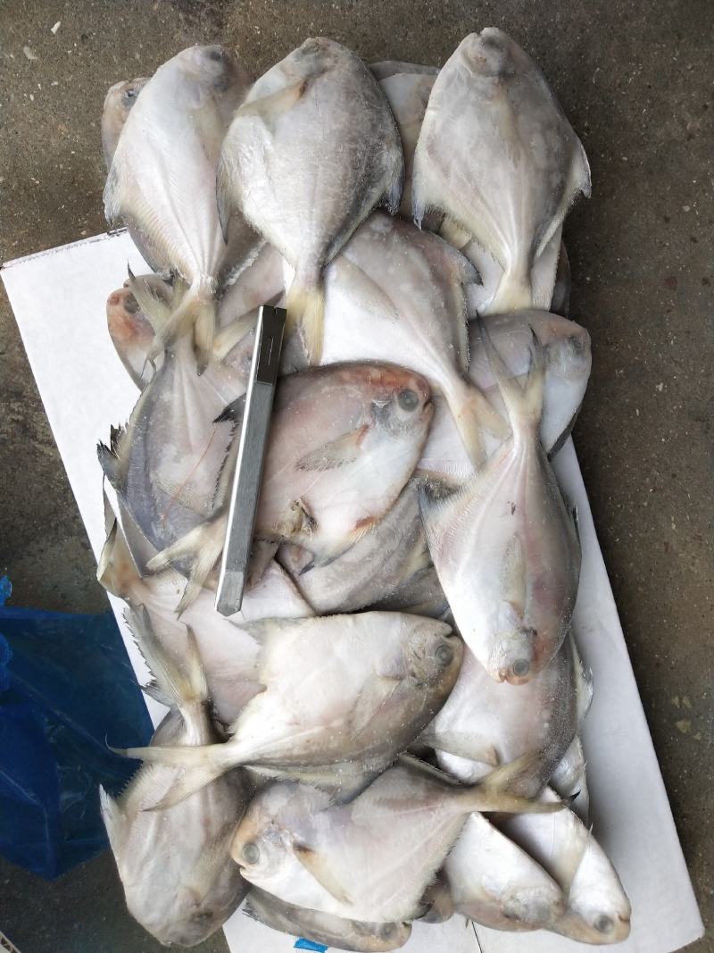 板冻鲳鱼，单冻鲳鱼有货，价格便宜