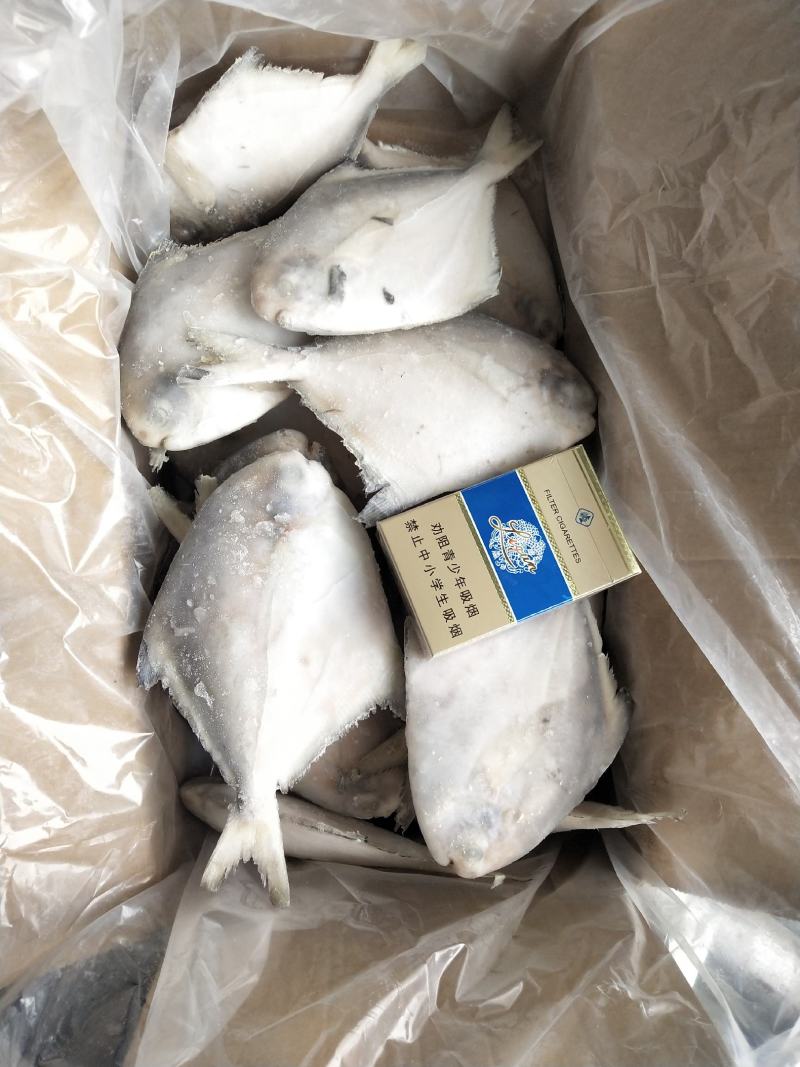 板冻鲳鱼，单冻鲳鱼有货，价格便宜