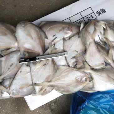 板冻鲳鱼，单冻鲳鱼有货，价格便宜