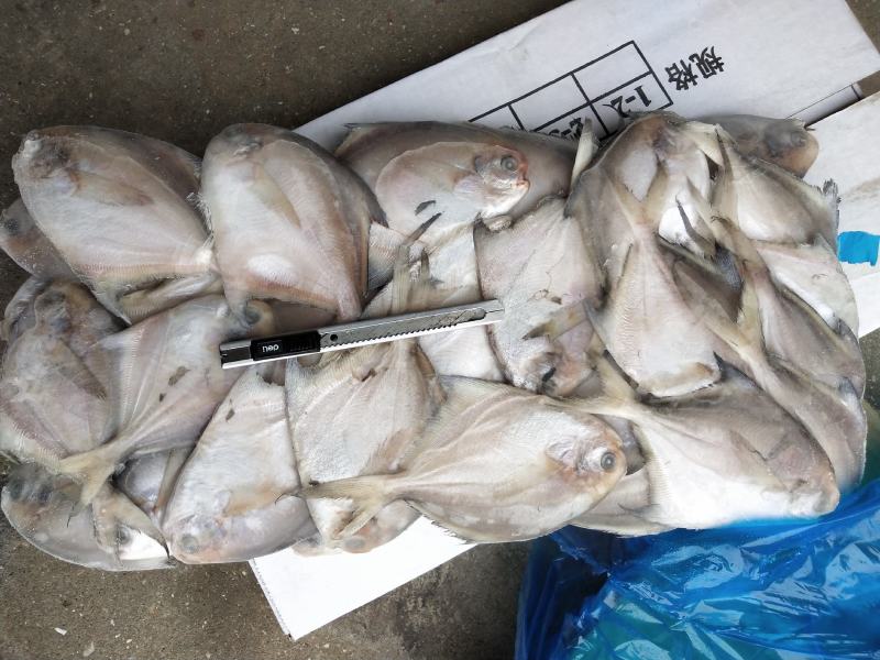 板冻鲳鱼，单冻鲳鱼有货，价格便宜