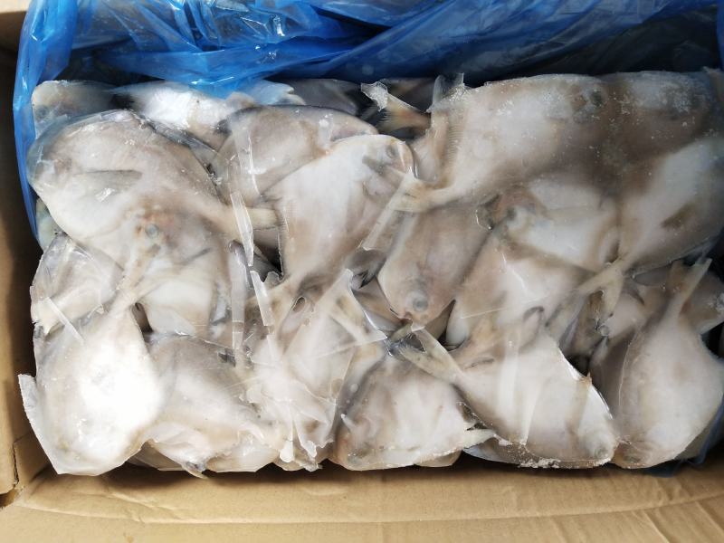 板冻鲳鱼，单冻鲳鱼有货，价格便宜