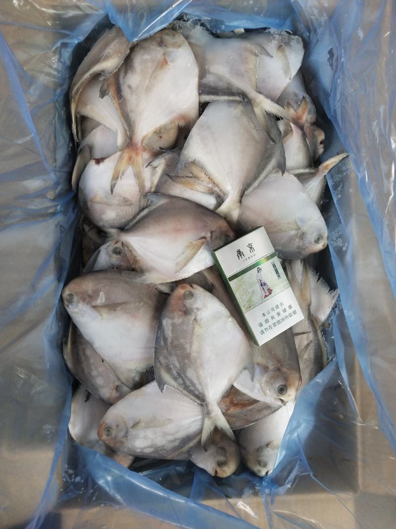 板冻鲳鱼，单冻鲳鱼有货，价格便宜