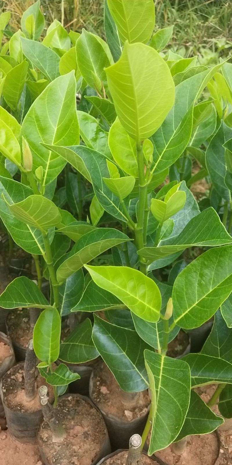 泰国红肉十二号菠萝蜜苗供应批发，品种纯正，全都是自产自销