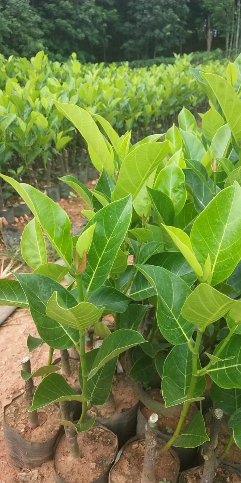 泰国红肉十二号菠萝蜜苗供应批发，品种纯正，全都是自产自销