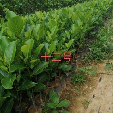 泰国红肉十二号菠萝蜜苗供应批发，品种纯正，全都是自产自销