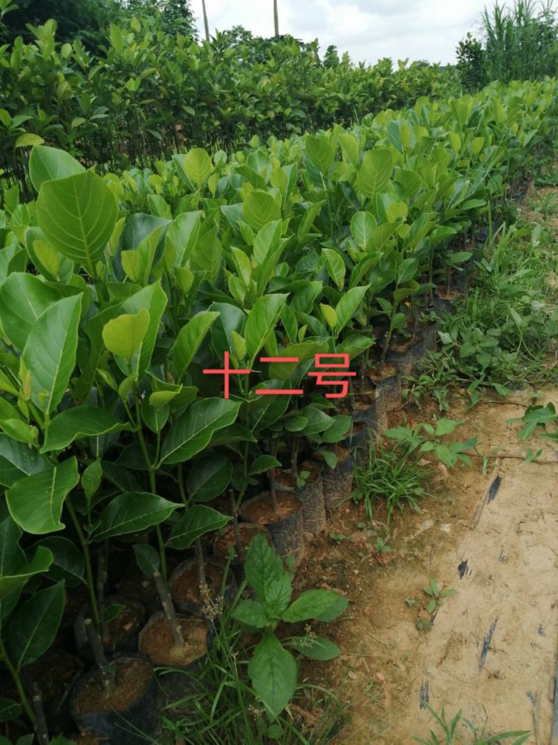 泰国红肉十二号菠萝蜜苗供应批发，品种纯正，全都是自产自销