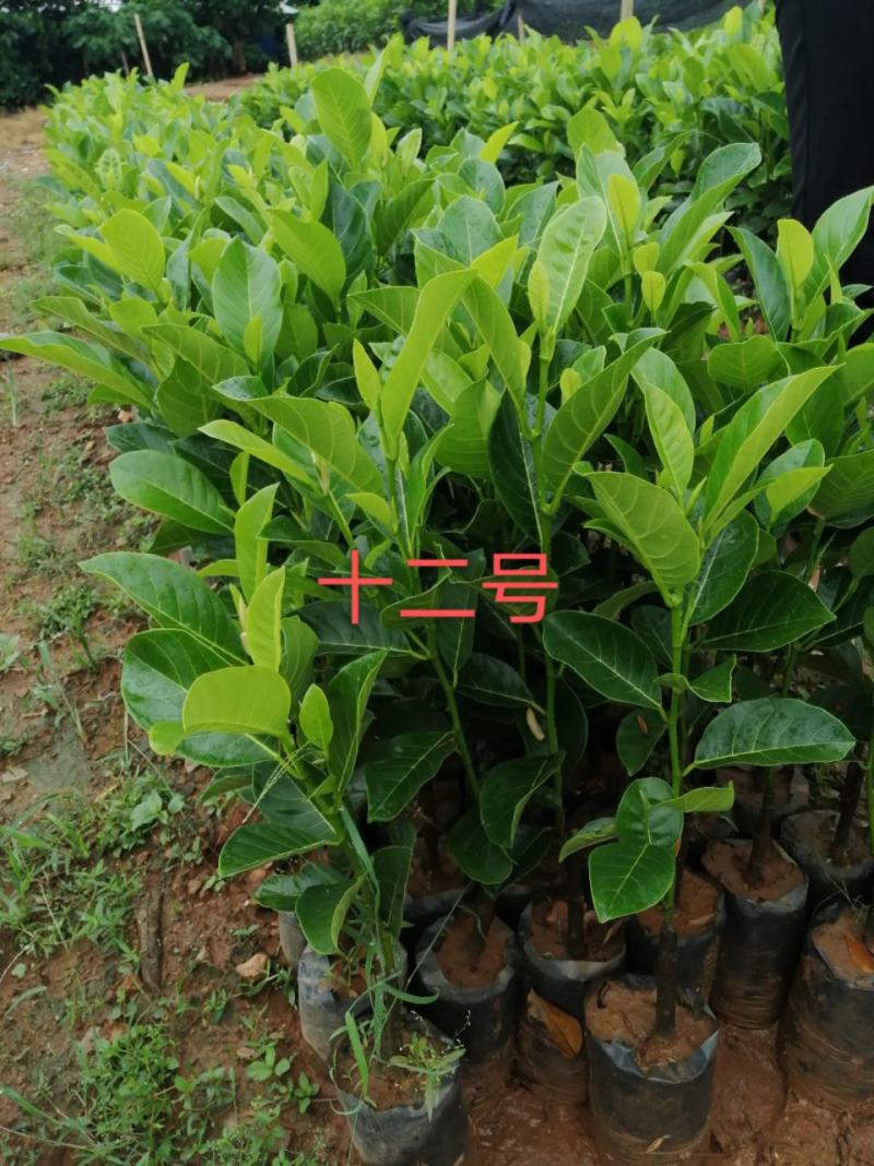 泰国红肉十二号菠萝蜜苗供应批发，品种纯正，全都是自产自销