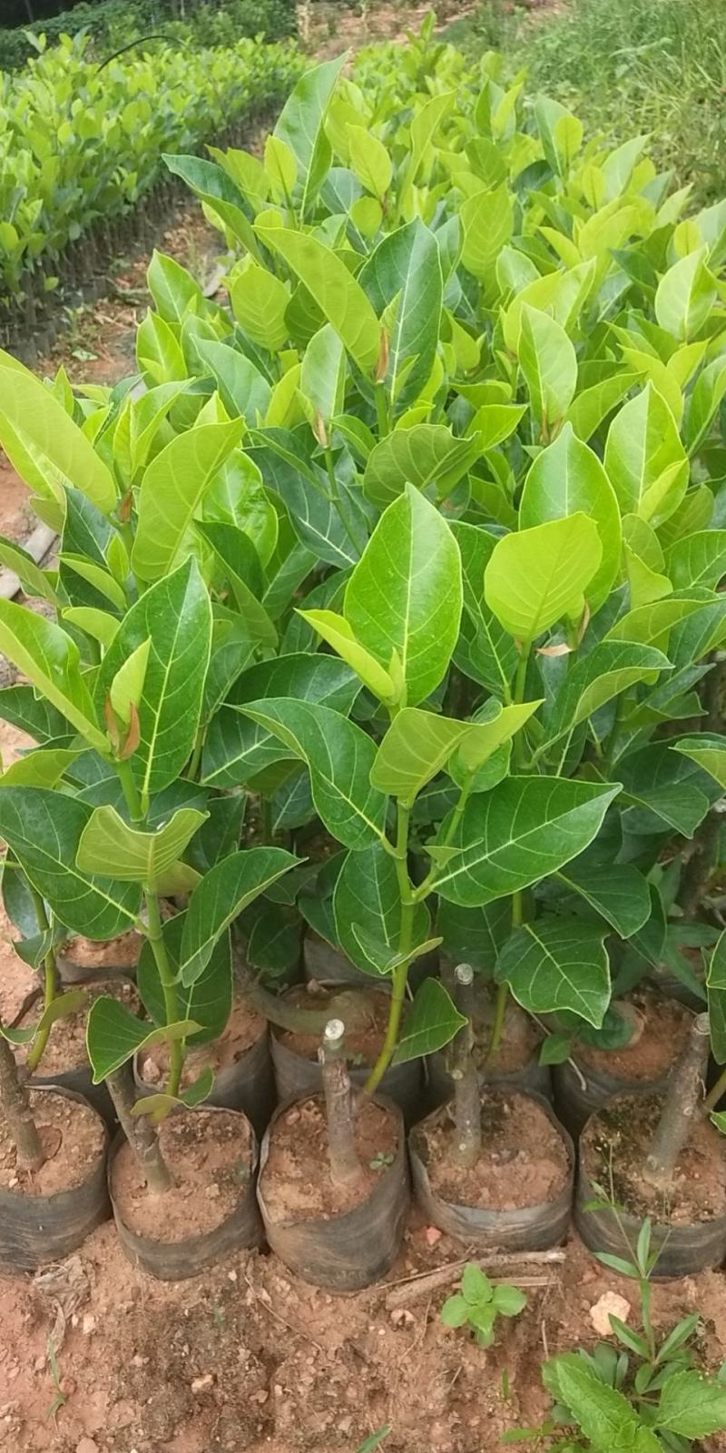 泰国红肉十二号菠萝蜜苗供应批发，品种纯正，全都是自产自销