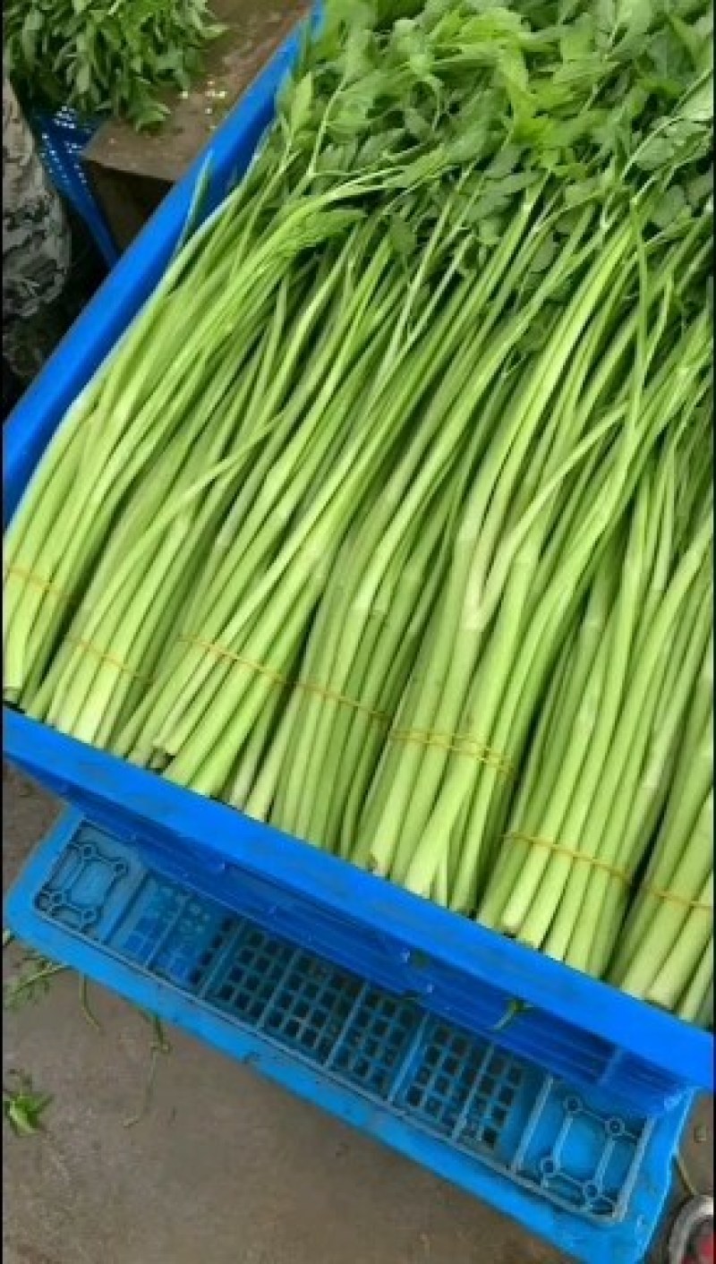 蔬菜水芹菜白嫩脆百亩种植基地长年都有供应