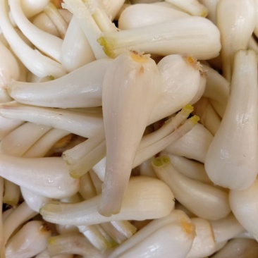 新鲜藠头大量上市，红土
