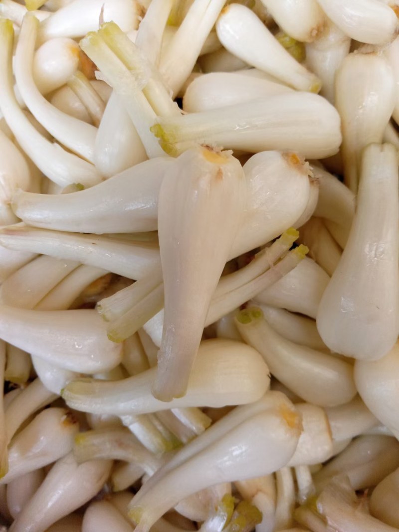 新鲜藠头大量上市，红土