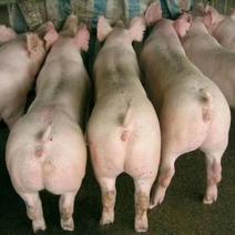 湖北优良仔猪大型猪场常年供应防疫检疫到位免费送猪