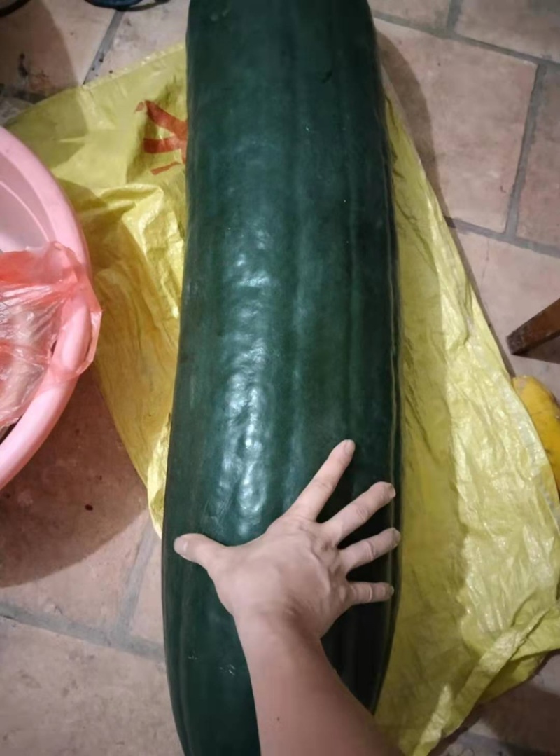 大量冬瓜出售，量大价格优