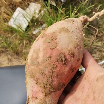 红薯