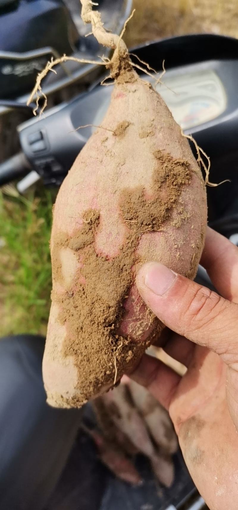 红薯