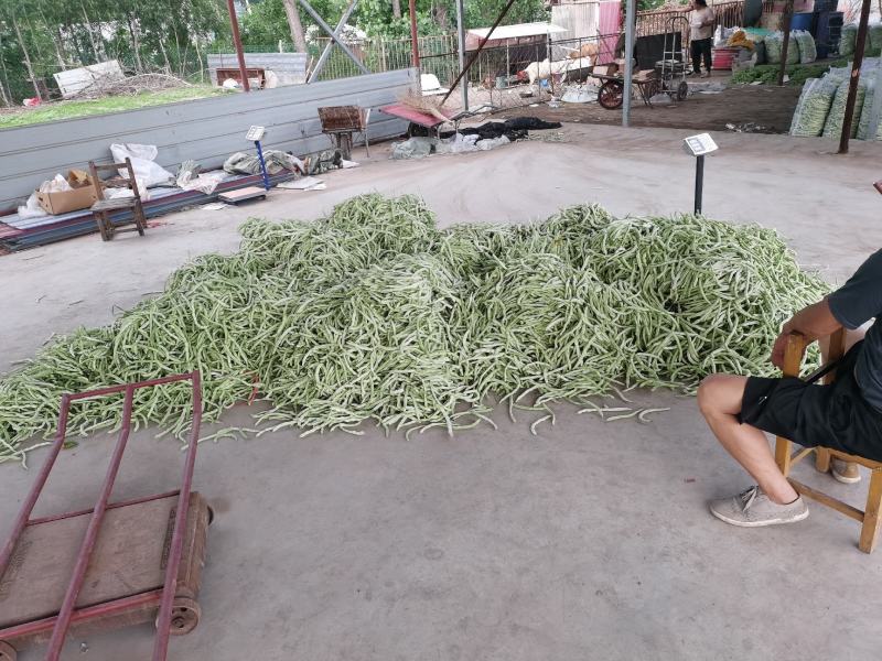 辽宁鞍山精品豆王豆角大量上市一手货源。