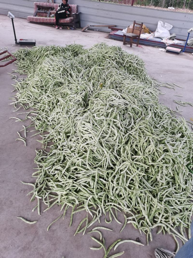 辽宁鞍山精品豆王豆角大量上市一手货源。