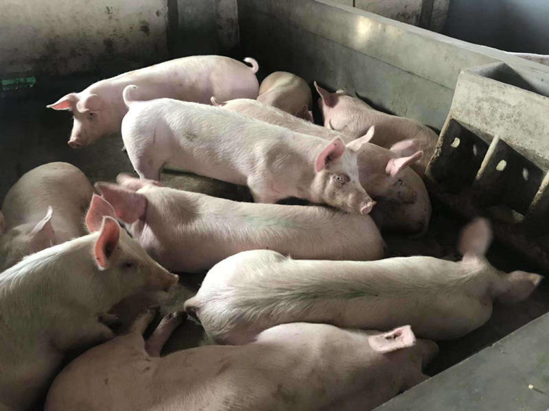 云南大型猪场常年供应优良仔猪防疫检疫到位，免费送猪到家。