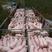 云南大型猪场常年供应优良仔猪防疫检疫到位，免费送猪到家。