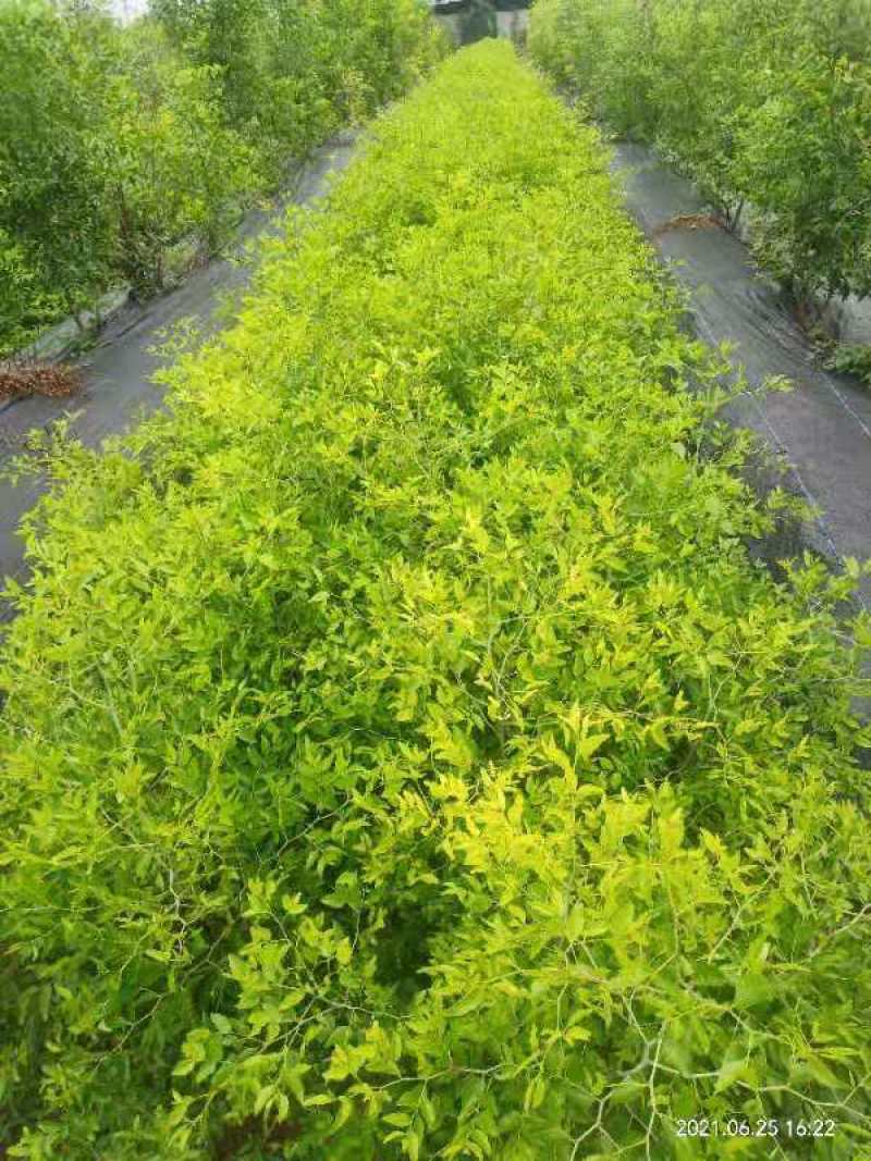 酥脆冰糖枣树苗蜜糖枣苗含糖量高易丰产稳产