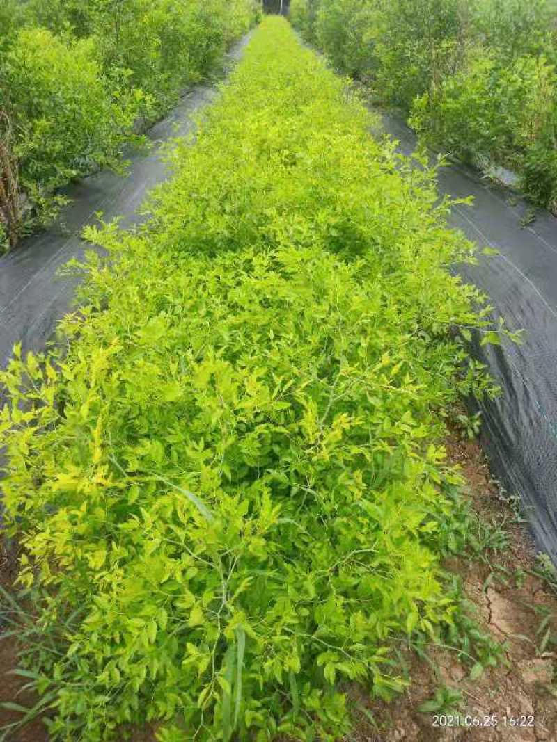 酥脆冰糖枣树苗蜜糖枣苗含糖量高易丰产稳产