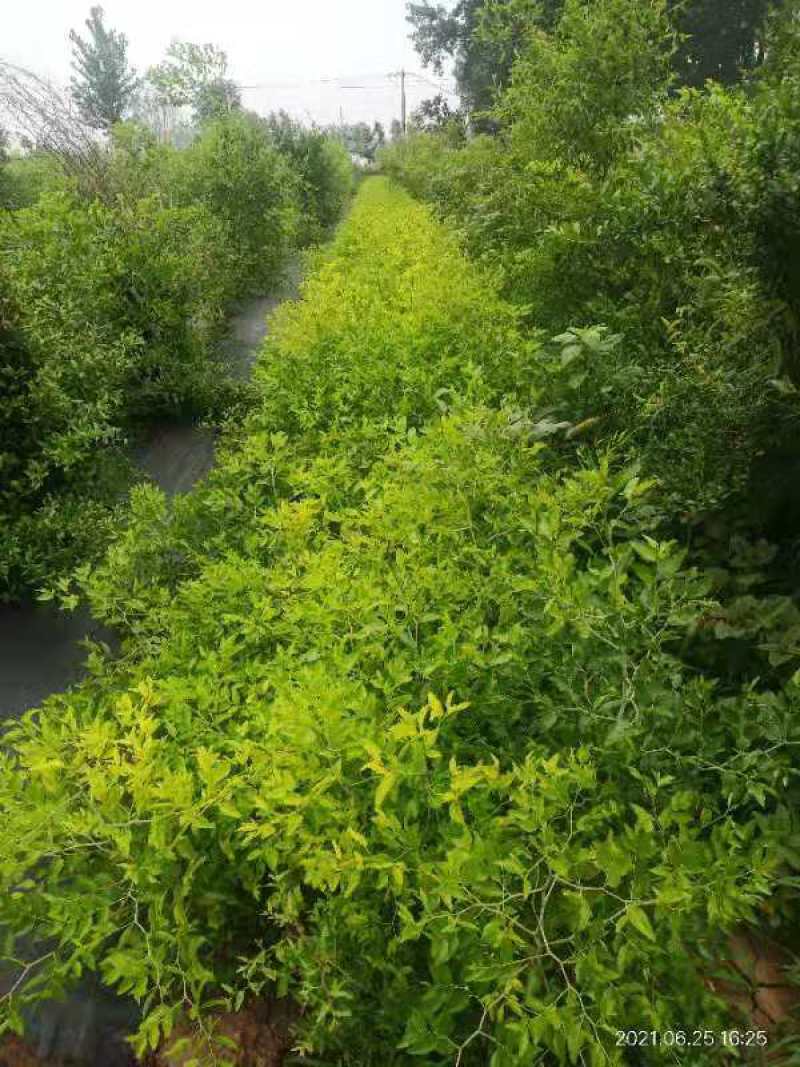 酥脆冰糖枣树苗蜜糖枣苗含糖量高易丰产稳产