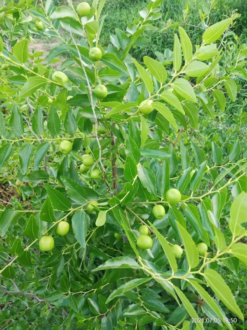 酥脆冰糖枣树苗蜜糖枣苗含糖量高易丰产稳产