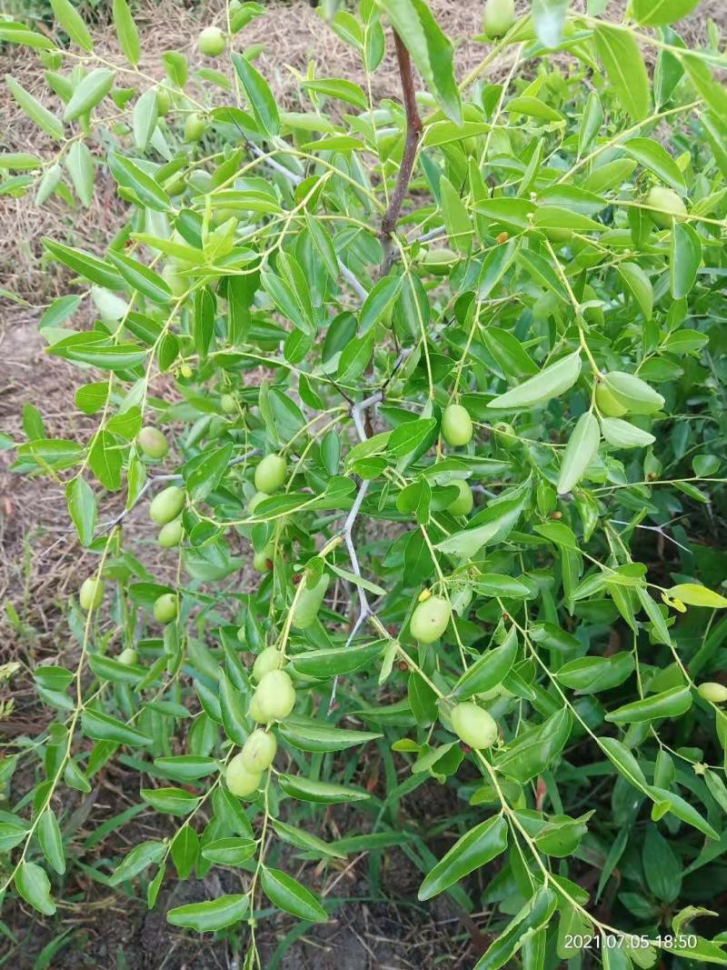 酥脆冰糖枣树苗蜜糖枣苗含糖量高易丰产稳产